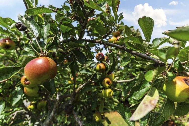 Photo of property in 21 Gisborne Terrace, Opunake, 4616