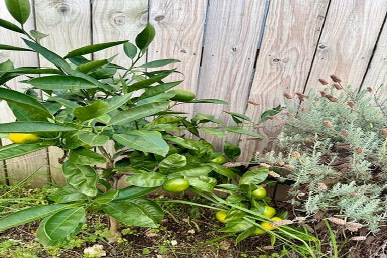 Photo of property in 10 Wairepo Street, Takanini, 2112