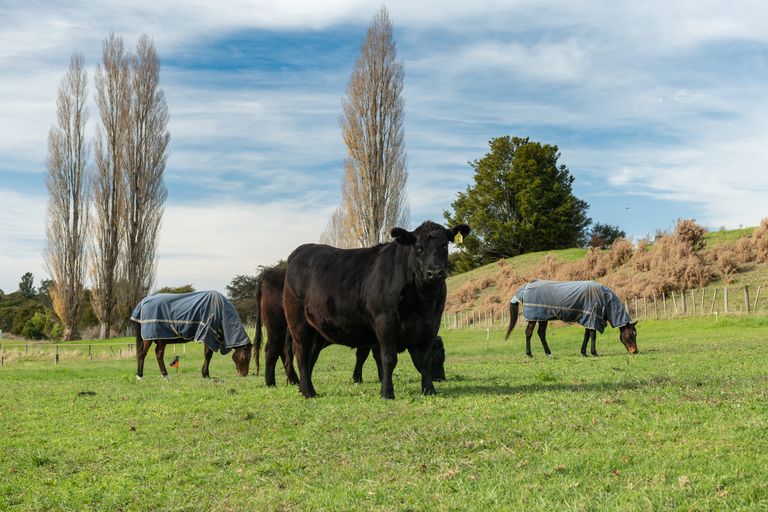 Photo of property in 357 Maungarangi Road, Paengaroa, Te Puke, 3189