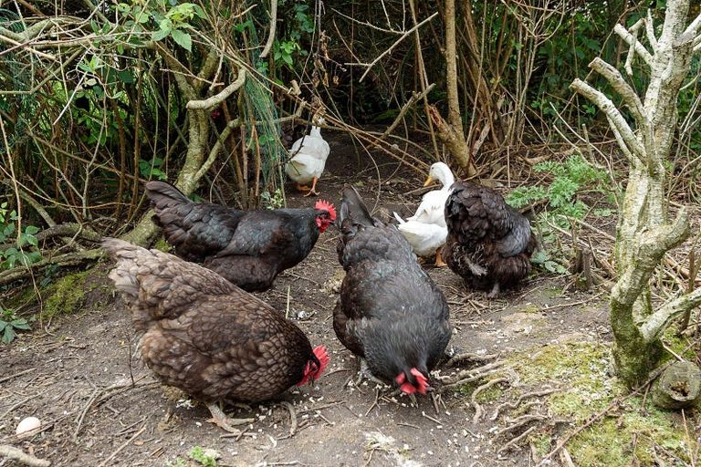 Photo of property in 386 Whitehall Road, Karapiro, Cambridge, 3496