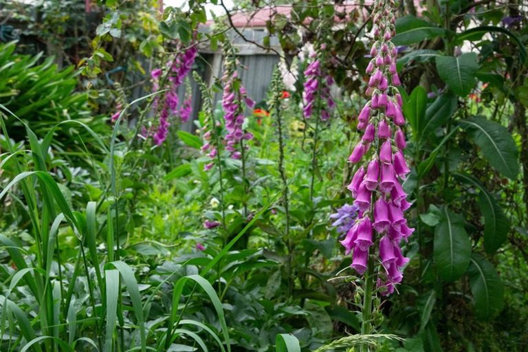 Photo of property in 31 Studholme Street, Temuka, 7920