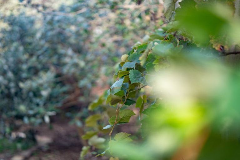 Photo of property in 16b Bradley Place, Nawton, Hamilton, 3200