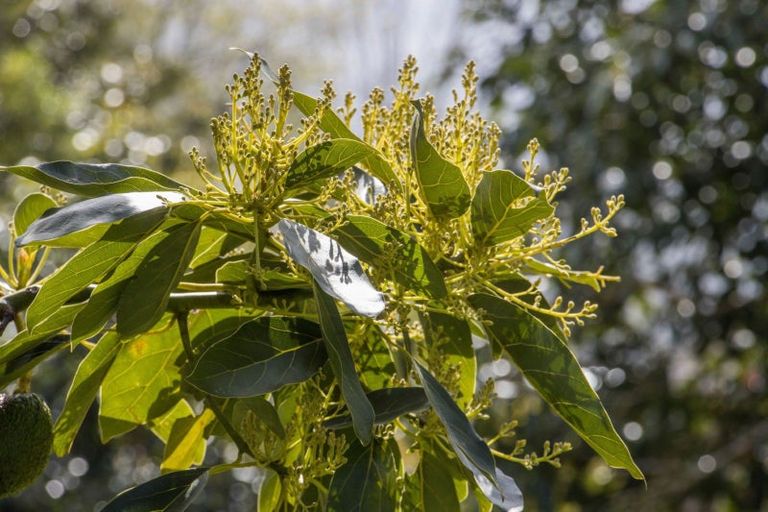 Photo of property in 19 Henry Road, Katikati, 3129