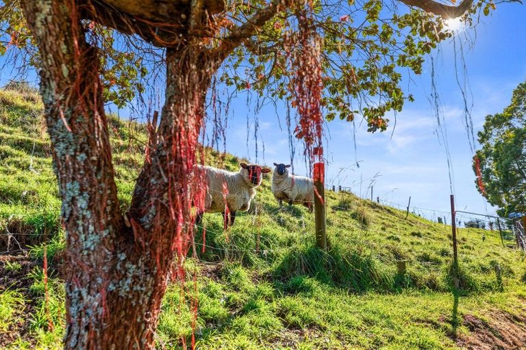 Photo of property in 439 Cambridge Road, Tauriko, Tauranga, 3110