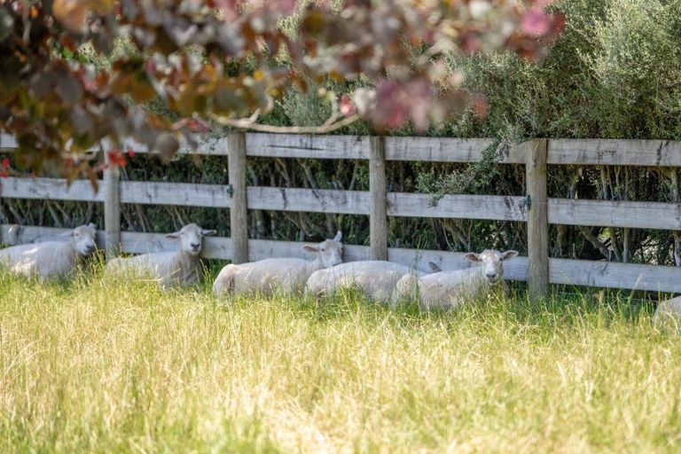 Photo of property in 44 Birchwood Lane, Tamahere, Hamilton, 3283