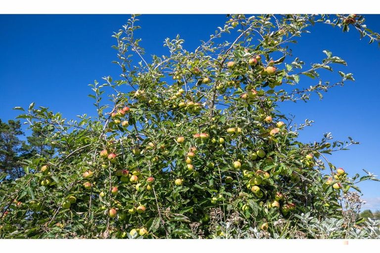 Photo of property in 50 Webb Road, Saint Andrews, Timaru, 7972