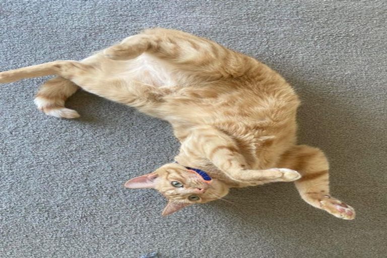 Photo of property in 72dwg3 Marewa Road, Hataitai, Wellington, 6021