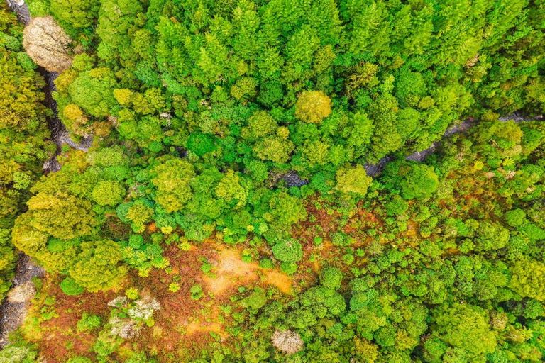 Photo of property in 2005 Ongarue Stream Road, Waimiha, 3998