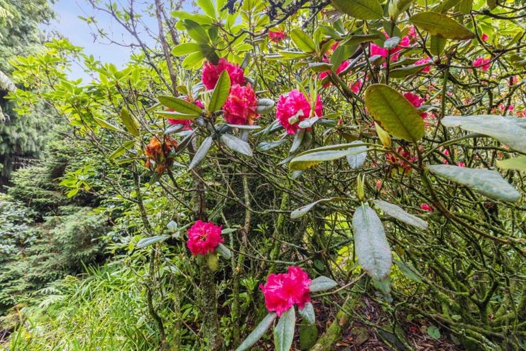 Photo of property in 488 Tapuwae Road, Maniaiti / Benneydale, Te Kuiti, 3987