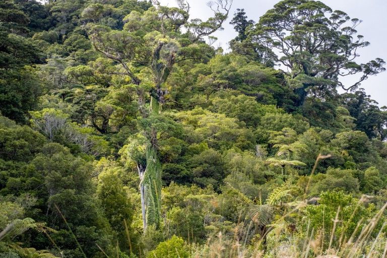 Photo of property in 29 Waiwhero Road, Barrytown, Runanga, 7873