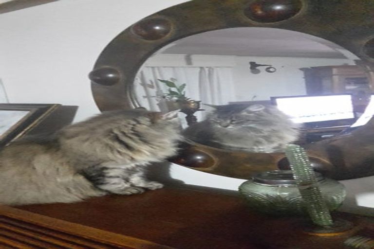 Photo of property in 184 Parapara Rd (state Highway 4), Raetihi, Whanganui, 4573