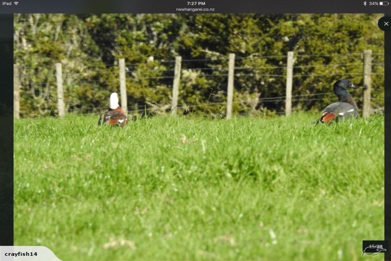 Photo of property in 543 Three Mile Bush Road, Te Kamo, Kamo, 0185