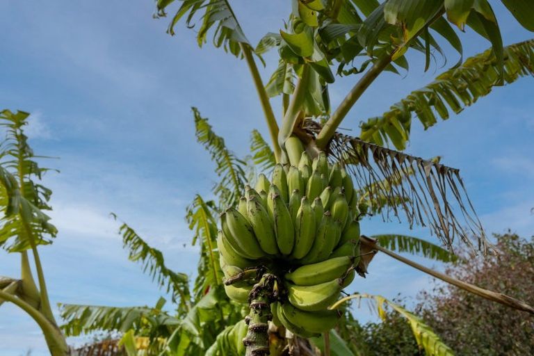 Photo of property in 17 Maraenui Drive, Kerikeri, 0293