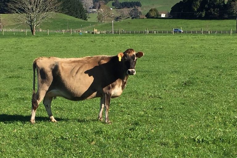 Photo of property in 67 Ormsby Road, Pirongia, Te Awamutu, 3876