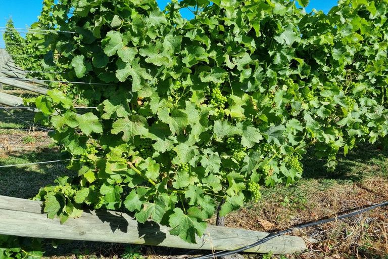 Photo of property in 344 Jones Road, Grovetown, Blenheim, 7273