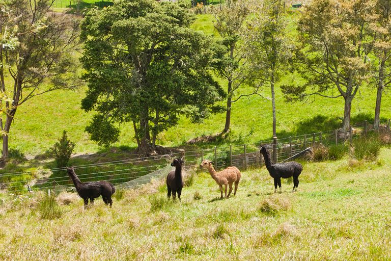 Photo of property in 172 Old Parua Bay Road, Abbey Caves, Whangarei, 0175