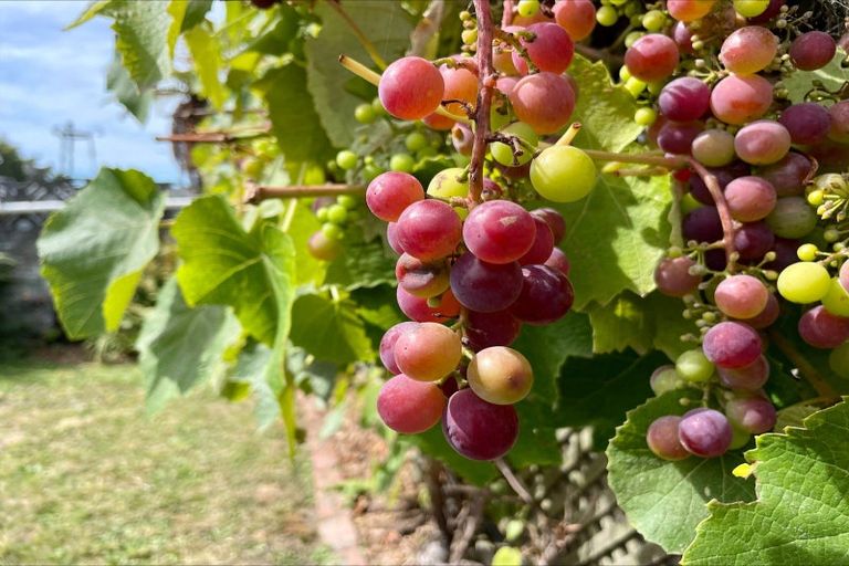 Photo of property in 22 Hobbs Street, Waimataitai, Timaru, 7910