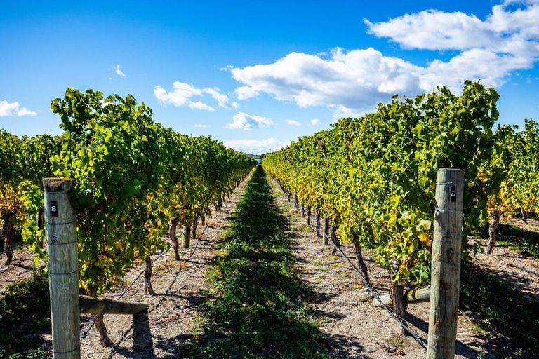 Photo of property in 5 Brook Street, Renwick, 7204