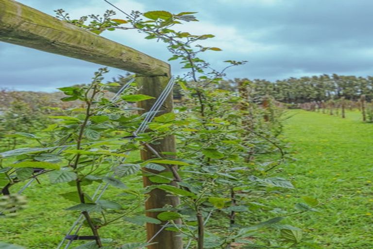 Photo of property in 10 Tui Glen Drive, Levin, 5571