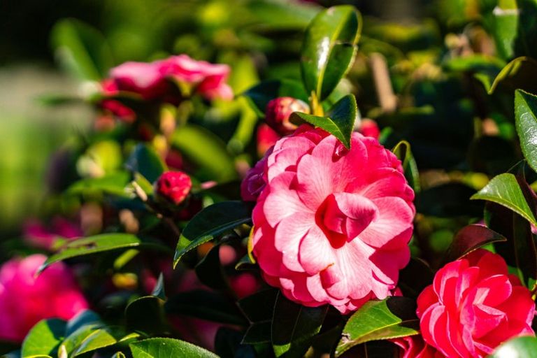 Photo of property in 51 Clendon Drive, Maungatapere, Whangarei, 0179