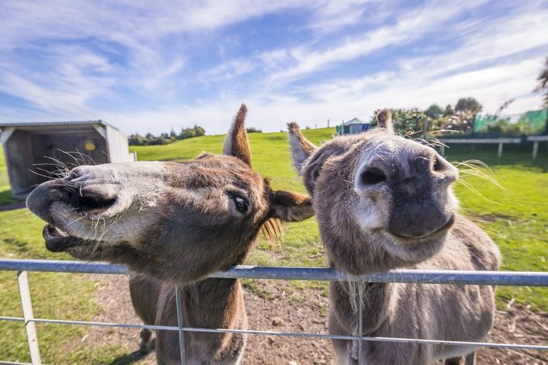 Photo of property in 21 Sandown Road, Te Horo Beach, Otaki, 5581
