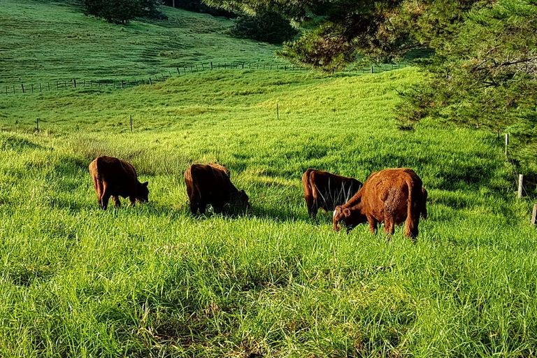 Photo of property in 527 Omaunu Road, Kaeo, 0479