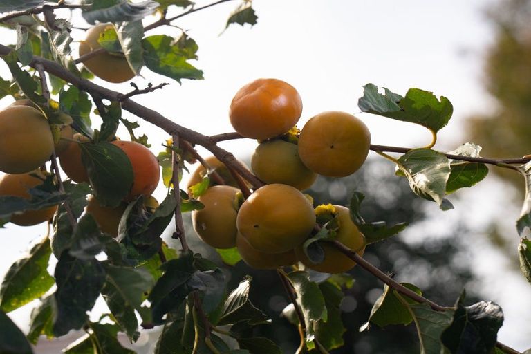 Photo of property in 16b Bradley Place, Nawton, Hamilton, 3200