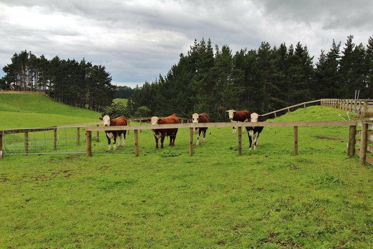 Photo of property in 290 Hunter Road, Patumahoe, Pukekohe, 2679