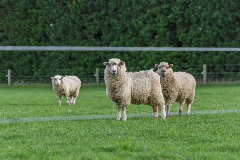 Photo of property in 214 Kivers Road, Burnham, Christchurch, 7677