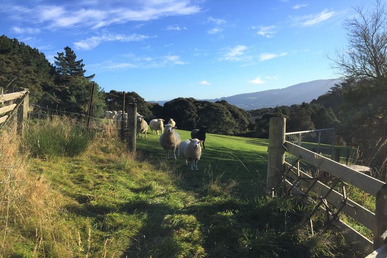 Photo of property in 261 Signal Hill Road, Opoho, Dunedin, 9010