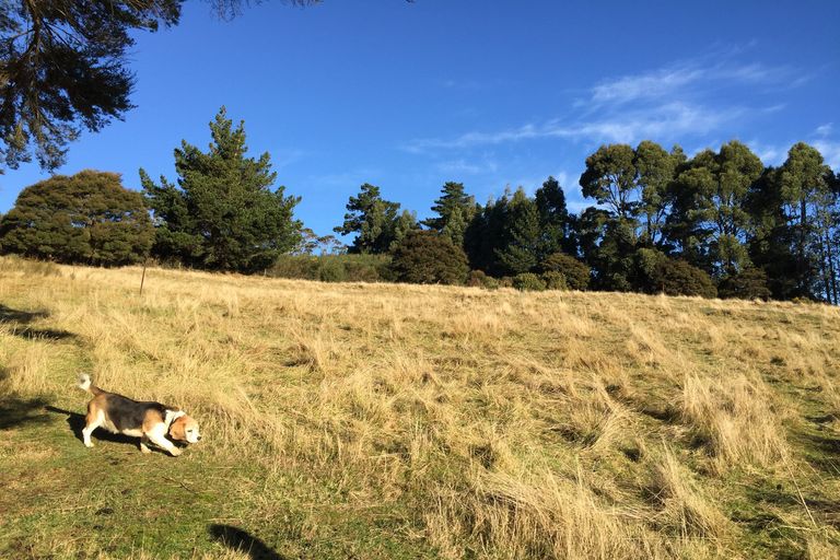 Photo of property in 261 Signal Hill Road, Opoho, Dunedin, 9010