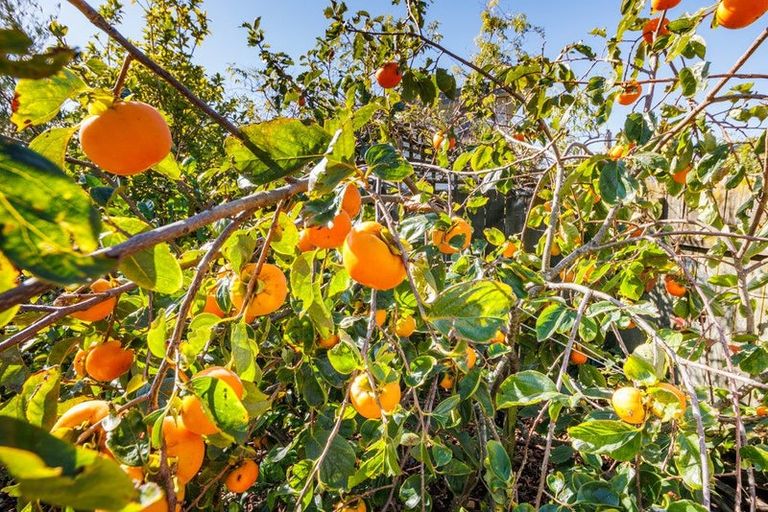 Photo of property in 42a Clifton Terrace, Fitzherbert, Palmerston North, 4410