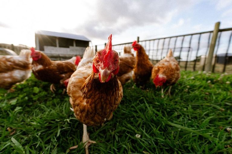 Photo of property in 42 Carter Road, Waerenga, Te Kauwhata, 3781