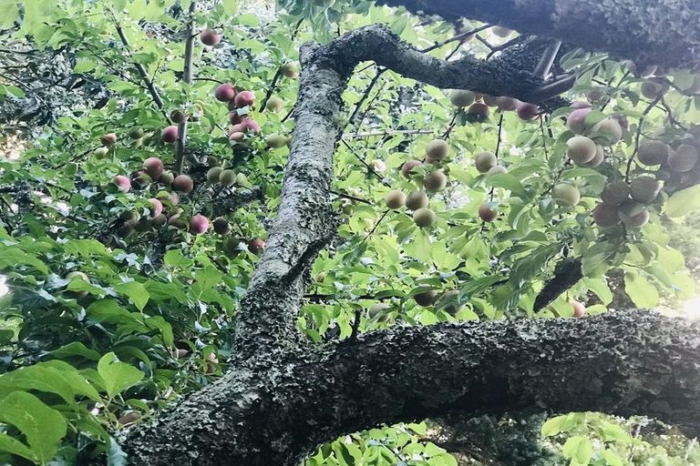 Photo of property in 21 Karaka Street, New Lynn, Auckland, 0600