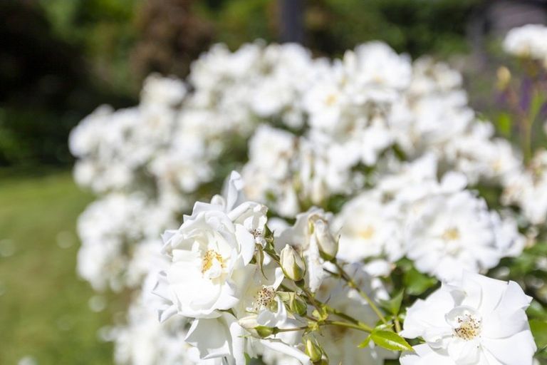 Photo of property in 9-11 Rosebank Grove, Waikanae, 5036