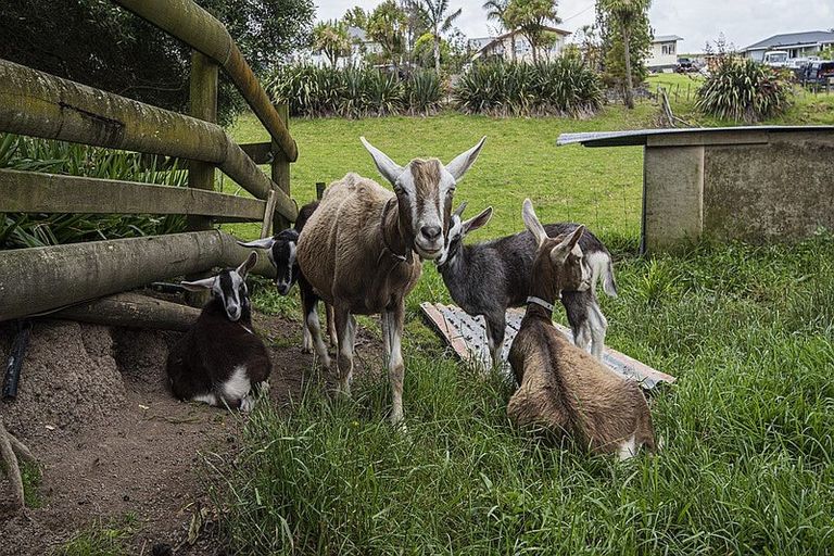 Photo of property in 9 Bickerstaffe Road, Maungaturoto, 0520