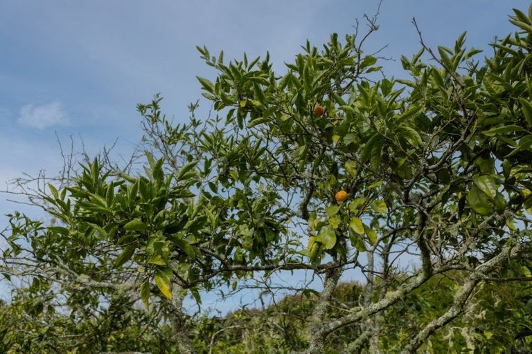 Photo of property in 17 Maraenui Drive, Kerikeri, 0293