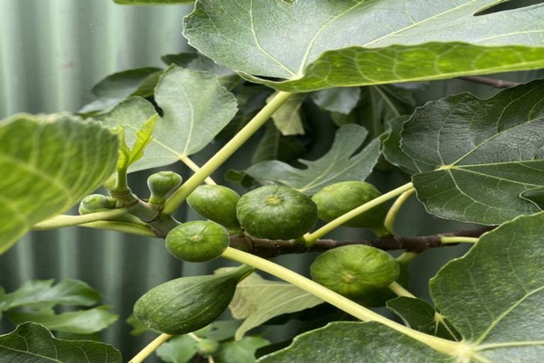 Photo of property in 8 Cooper Street, Lansdowne, Masterton, 5810