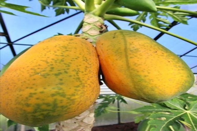 Photo of property in 4037 Far Road North, Pukenui, Kaitaia, 0484