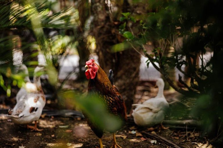 Photo of property in 482 Puketotara Road, Waipapa, Kerikeri, 0295