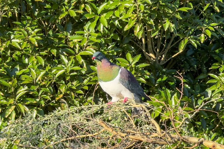 Photo of property in 205a Arthur Road, Te Pahu, Hamilton, 3285