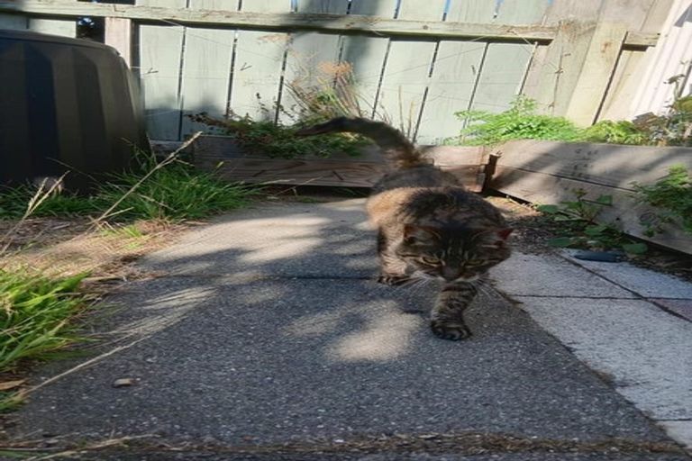 Photo of property in 119 Apu Crescent, Lyall Bay, Wellington, 6022