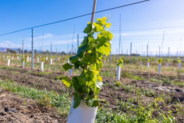 Photo of property in 365 Jones Road, Grovetown, Blenheim, 7273