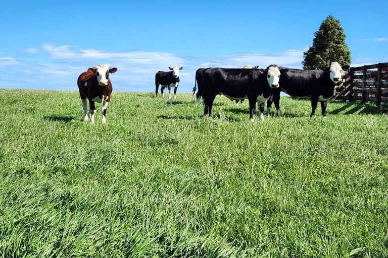 Photo of property in 125 Davis Road, Waiongana, Inglewood, 4389