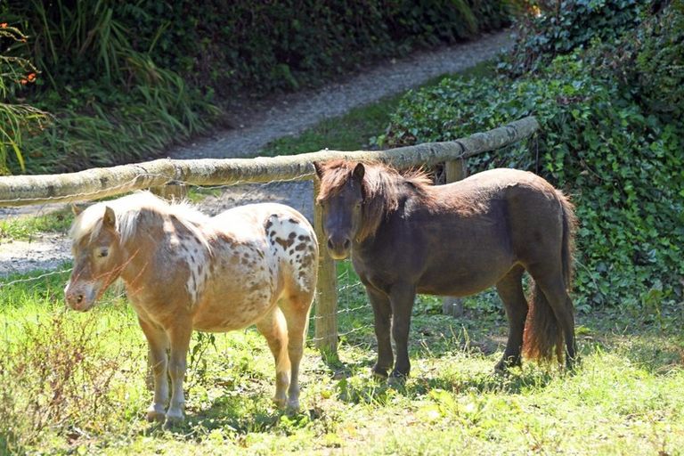 Photo of property in 275 Riwaka Valley Road, Riwaka, Motueka, 7198