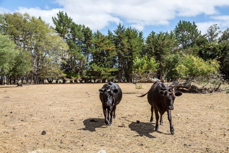 Photo of property in 299 Bidwills Cutting Road, Morison Bush, Greytown, 5794