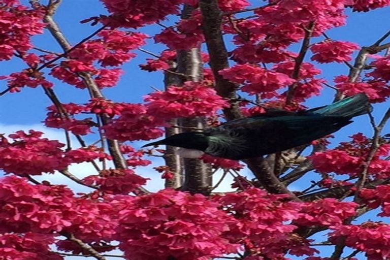 Photo of property in 4 Checkerberry Court, Henderson, Auckland, 0612