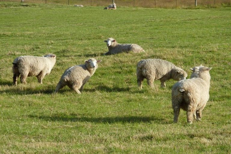 Photo of property in 18 Tirohanga Road, North Taieri, Mosgiel, 9092