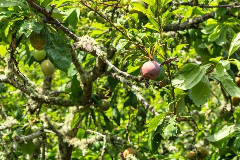 Photo of property in 38 Matai Road, Raumati South, Paraparaumu, 5032