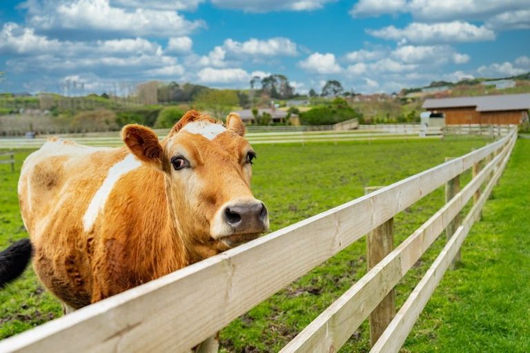 Photo of property in 114a Black Swamp Road, Mangawhai, Wellsford, 0975